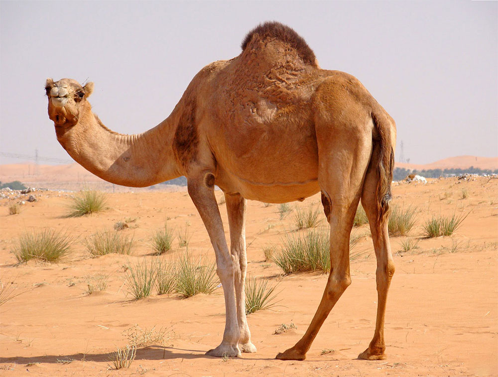 خواص روغن کوهان شتر